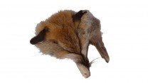 Fuchsfellreststück Kopf